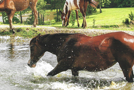 Karen Pruitt: Regional Sales Director of JND eDiscovery, Champion of Animal Welfare